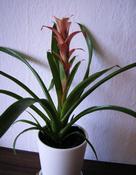 Guzmánie (Guzmania lingulata)