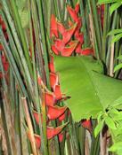 Heliconia bihai (Heliconia bihai)