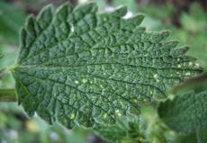 Hluchavka skvrnitá (Lamium maculatum)