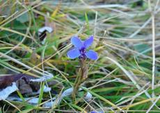 Hořec brvitý (Gentiana ciliata) -  Fotografie převzata od rodiny Riegerových=).