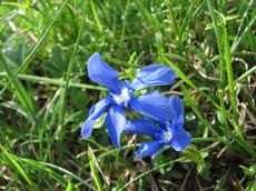 Hořec jarní (Gentiana verna)