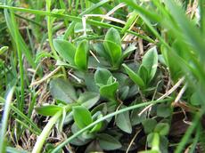 Hořec jarní (Gentiana verna)