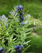 Hořec tolitovitý (Gentiana asclepiadea)