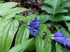 Hořec tolitovitý (Gentiana asclepiadea)