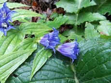 Hořec tolitovitý (Gentiana asclepiadea)