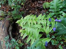 Hořec tolitovitý (Gentiana asclepiadea)