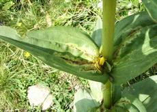 Hořec žlutý (Gentiana lutea)