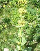 Hořec žlutý (Gentiana lutea)