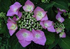 Hortenzie velkolistá (Hydrangea macrophylla)