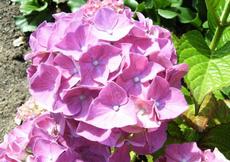 Hortenzie velkolistá (Hydrangea macrophylla)