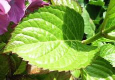 Hortenzie velkolistá (Hydrangea macrophylla)