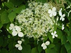 Hortenzie popínavá (Hydrangea petiolaris)