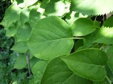 Hortenzie popínavá (Hydrangea petiolaris)