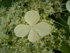 Hortenzie popínavá (Hydrangea petiolaris)