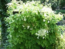 Hortenzie popínavá (Hydrangea petiolaris)