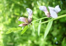 Hrachor černý (Lathyrus niger)