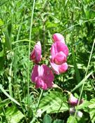 Hrachor hlíznatý (Lathyrus tuberosus)