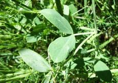 Hrachor hlíznatý (Lathyrus tuberosus)