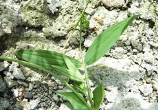 Hrachor luční (Lathyrus pratensis)