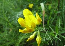 Hrachor luční (Lathyrus pratensis)