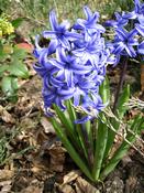 Hyacint východní (Hyacinthus orientalis)