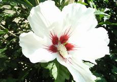 Ibišek syrský (Hibiscus syriacus)  - 'Hamabo'