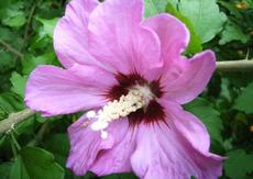 Ibišek syrský (Hibiscus syriacus) - 'Woodbridge'