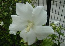 Ibišek syrský (Hibiscus syriacus)