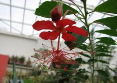 Ibišek Grandidierův (Hibiscus grandidieri)