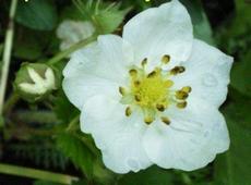 Jahodník truskavec (Fragaria moschata)