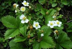 Jahodník truskavec (Fragaria moschata)