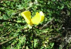 Janovec metlatý (Cytisus scoparius)