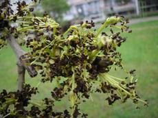 Jasan ztepilý (Fraxinus excelsior)