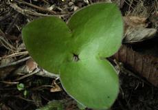 Jaterník podléška (Hepatica nobilis)