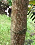 Javor dlanitolistý 'Atropurpureum' (Acer palmatum 'Atropurpureum')