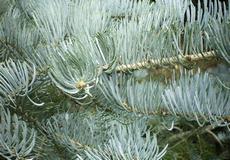 Jedle ojíněná (Abies concolor )