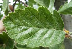 Jeřáb prostřední (Sorbus intermedia)