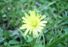 Jestřábník chlupáček (Hieracium pilosella)