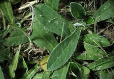 Jestřábník chlupáček (Hieracium pilosella)