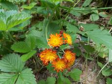 Jestřábník oranžový (Hieracium aurantiacum)