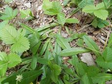 Jestřábník oranžový (Hieracium aurantiacum)