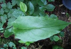 Jestřábník zední (Hieracium murorum)