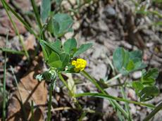 Jetel ladní (Trifolium campestre)