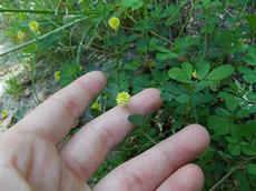 Jetel ladní (Trifolium campestre)