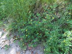 Jetel ladní (Trifolium campestre)