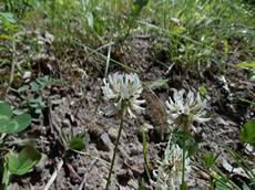 Jetel plazivý (Trifolium repens)