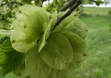 Jilm drsný (Ulmus glabra)