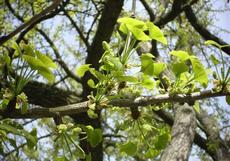 Jinan dvoulaločný (Ginkgo biloba)