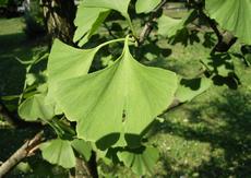 Jinan dvoulaločný (Ginkgo biloba)