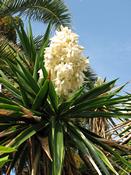 Juka nádherná  (Yucca gloriosa)